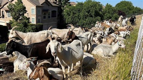 California overtime law threatens use of grazing goats to prevent wildfires